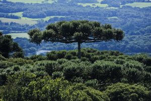 Paraná tem 55 mil hectares de reservas protegidas