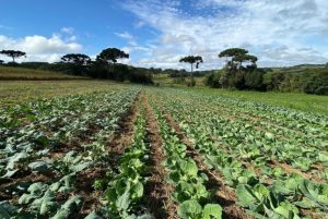 Agricultura sustentável ganha cada vez mais força