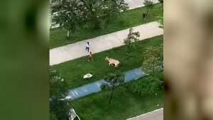 Olha a vaca! Animal atropela pedestres e causa correria