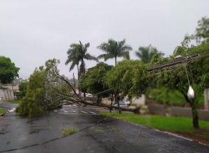 Temporal não poupou árvores e postes de energia