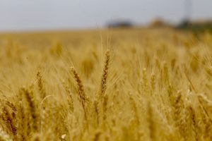 Segundo Deral, 69% das áreas de trigo estão plantadas no Estado