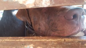 Polícia flagra caça ilegal e maus-tratos a animais no PR