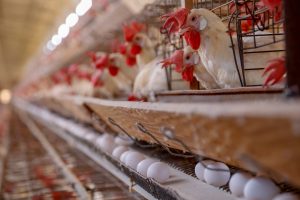 Paraná é líder nacional em proteína animal