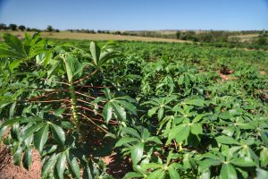Clima favorece retomada da colheita de mandioca