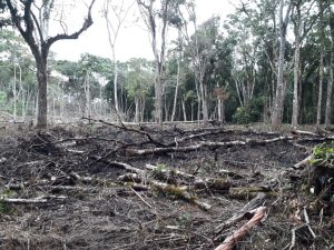 Crimes ambientais geram quase R$ 200 mil em multas