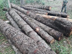 Desmatamento e caça ilegal terminam em multas e propriedade embargada no PR