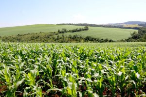 Paraná emite notas técnicas sobre uso de fertilizantes