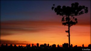 Cascavel terá o maior programa de plantio de araucárias do Brasil