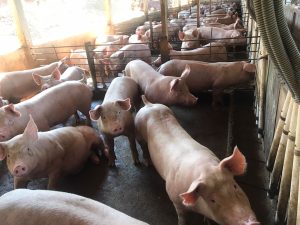 Vendas de suínos aumentam, mas produtor não sente o reflexo positivo