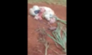 Ladrões abatem bovino e furtam carne no Paraná