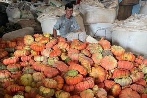 Plantio Direto de Hortaliças garante produção de abóboras