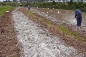 Como o pó de rocha ficou tão disputado na agricultura?
