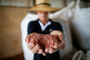 Belarus impedida de vender fertilizantes ao Brasil