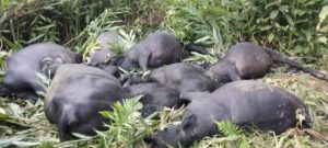 Cabo de média tensão provocouo a morte de dez búfalos no Paraná