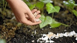 Fertilizante ecológico pode reduzir dependência de importação