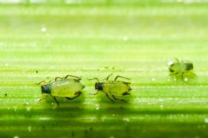 Controle da praga pulgão-verde é foco dos pesquisadores