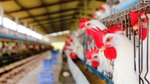Genética avícola brasileira se destaca no mercado internacional
