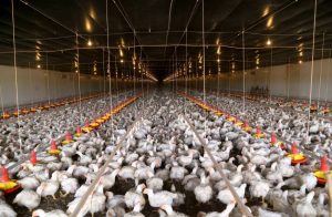 Custo de produção do frango bate novo recorde