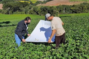 Praga que afeta produção de carne e leite gera preocupação