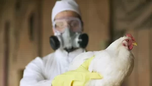 Surtos de gripe aviária resultam em milhares de aves sacrificadas