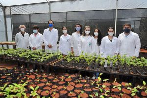 Desenvolver plantas resistentes à seca é o foco de pesquisadores