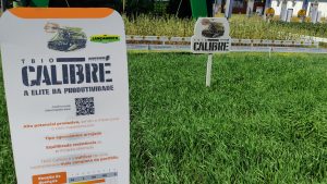 Nova cultivar de trigo é mais forte que a seca