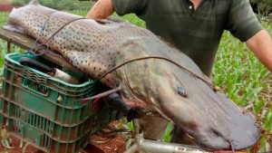 Que peixão! Pescador fisga Pintado de 40 kg no PR