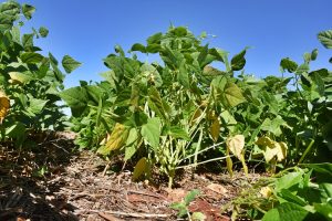 Produtores de feijão do Paraná atentos ao risco de frio