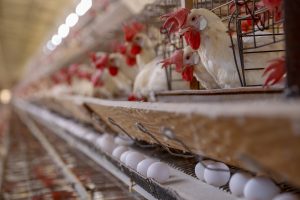 Frango encerra quinzena em alta e ovos têm recorde de exportações