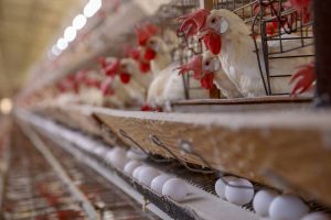 Paraná representa 9% da produção de ovos do País
