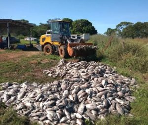 Morte de peixes provoca prejuízo de R$ 1,5 milhão