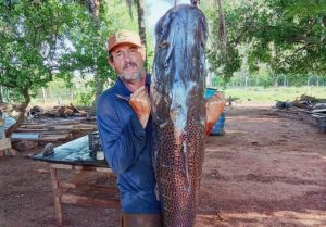 Saiba porque os “peixões” têm sido capturados no Paranazão