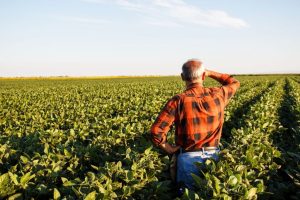 Ocupação de empregos no agronegócio é a maior desde 2016