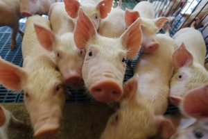 Carne suína brasileira volta para a mesa dos argentinos