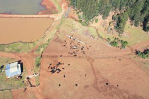 Contrabando de gado entre Brasil e Argentina é foco de operação policial