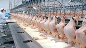 Exportação de frango tem a melhor média diária de todos os tempos