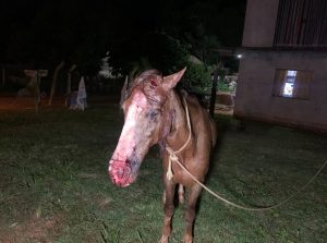 Cavalo é ferido em suposto ataque de onça