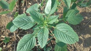 Soluções biológicas são eficazes no controle de pragas que atacam plantas