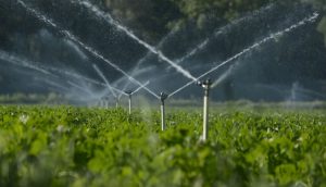 Agronegócio aposta em soluções com menos água para plantações