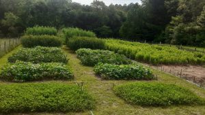 Plantas de cobertura são importantes para conservar o solo