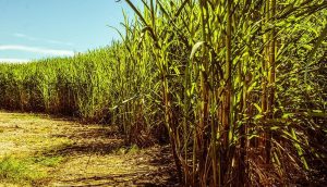 Mudanças climáticas reduzem produção de cana
