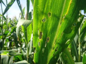 Conheça as pragas que mais oferecem risco para a agricultura