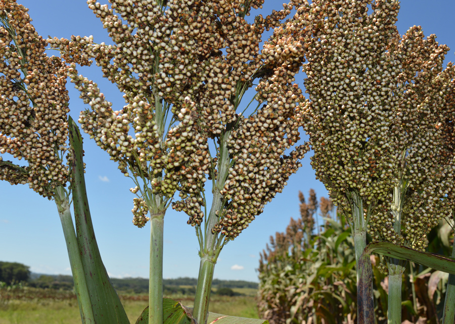 sorgo