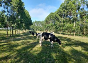 Nova planilha ajuda produtores na integração de lavoura e pecuária