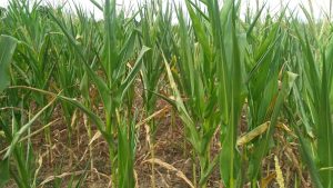 Perdas na colheita no RS geram aumento de pedidos do Proagro
