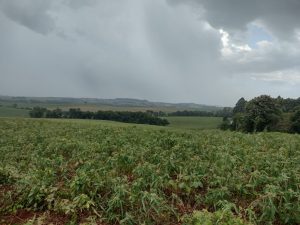 Lavouras do RS começam a se recuperar da estiagem