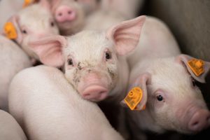 Desafios para superar crise na suinocultura entram em debate