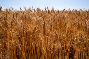 Produção de trigo pode ser ampliada no Brasil