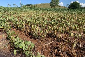 Projeto prevê crédito para cidades atingidas pela estiagem