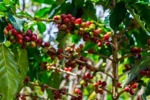 Setor do café terá R$ 6 bilhões para financiamentos